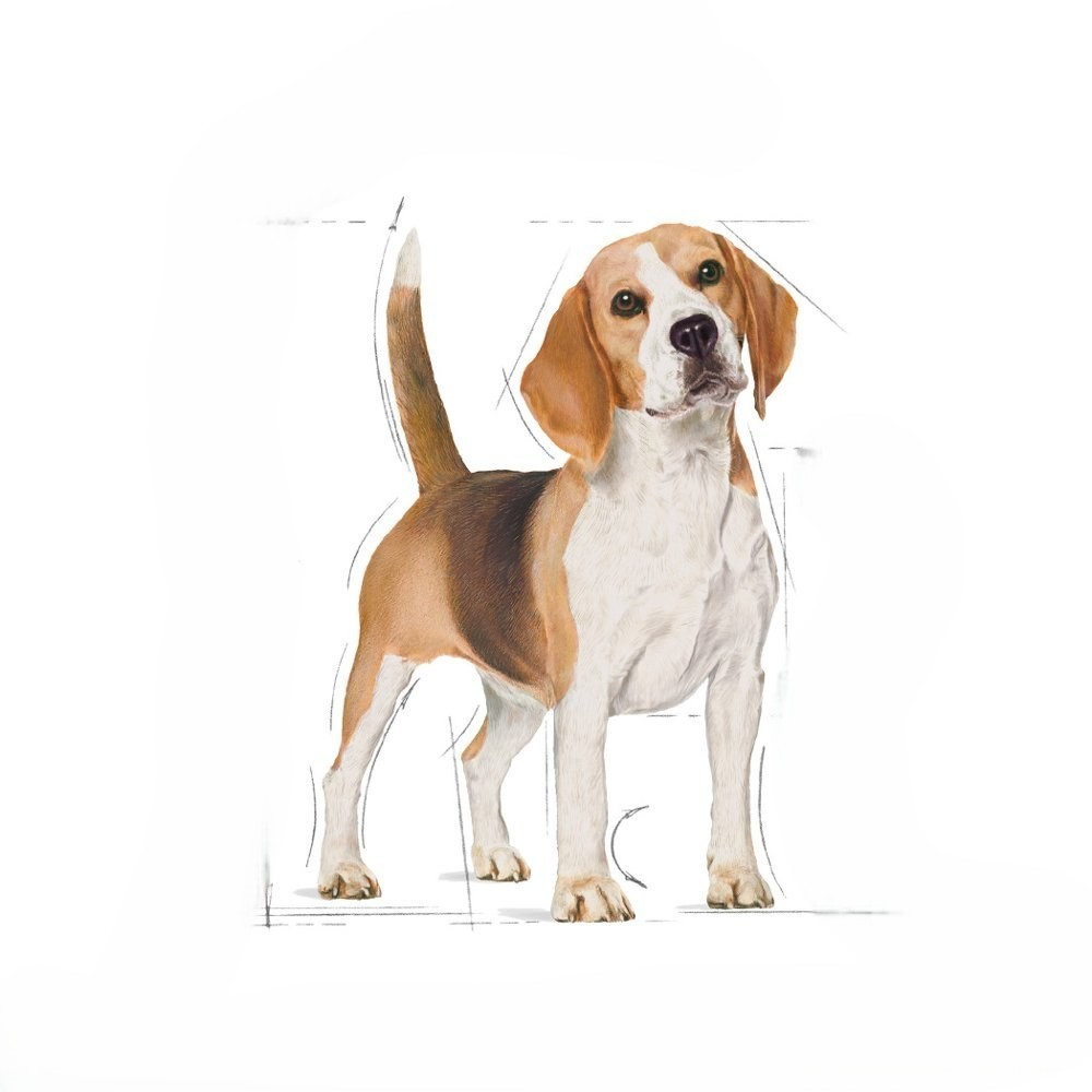Beagle